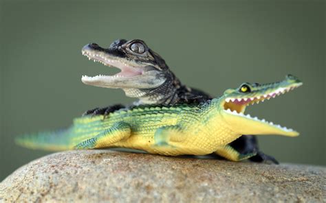 Baby Alligator Playing With A Toy Alligator Baby Alligator Animals