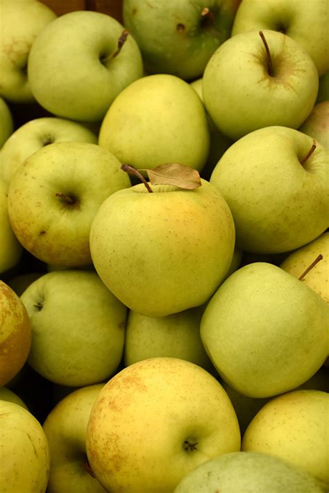 Maybe you would like to learn more about one of these? Golden Delicious Apple (Malus 'Golden Delicious') in ...