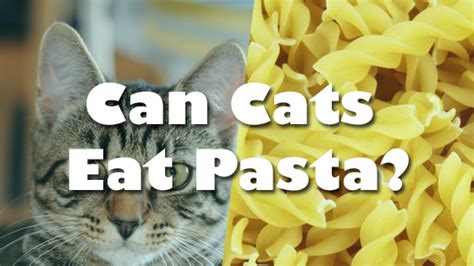 I don't like chicken 2. Can Cats Eat Pasta? | Pet Consider