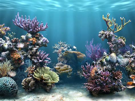 Ragam Manfaat Terumbu Karang Bagi Biota Laut Dan Manusia Agrozine