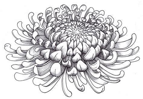 Chrysanthemum Flower Colouring In Card Etsy