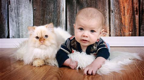 Cute Cats And Dogs Love Babies Compilation Video 2017
