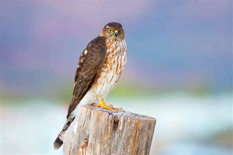 How To Make Coopers Hawk Identification