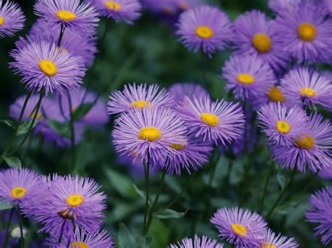 Interesting Meaning And Symbolism Of Aster Flower And Color Florgeous