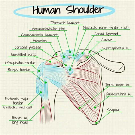 In descriptive anatomy there are no more sharp lines of distinction separating the regions called the shoulder, the neck, the back, the chest, the upper arm and the armpit, than we indicate in. Shoulder diagram | Healthiack
