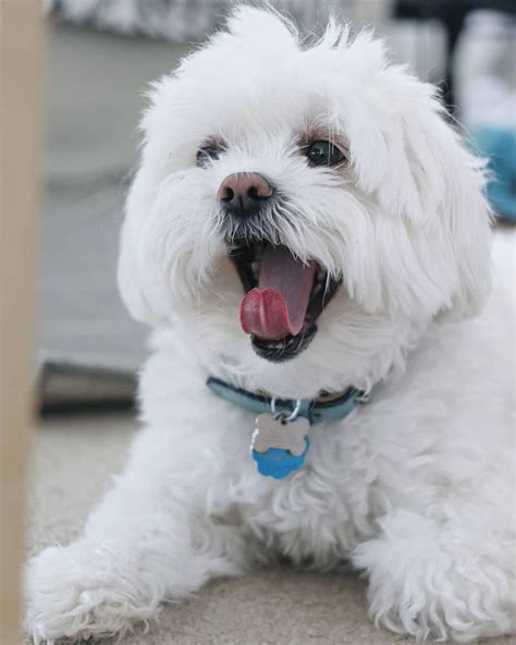 Cute Maltese Dog Love Puppies White Hd Phone Wallpaper Peakpx