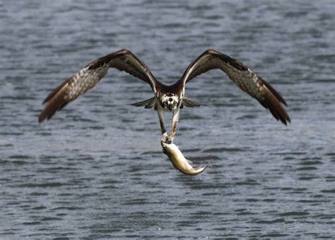 Can Birds Eat Fish Interesting Dietary Facts You Never Knew
