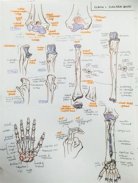 The next chapter is about the osteology of the upper limb, with all its anatomical structures, muscle insertions and ligaments of the bones: ambitions like ribbons — Anterior thorax and upper limb ...