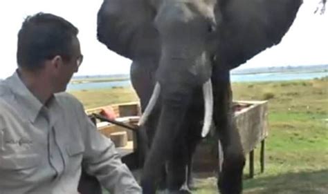 Safari Park Terror As Bull Elephant Attacks Tourists Nature News Uk