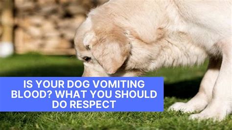 Is Your Dog Vomiting Blood What You Should Do Respect Youtube