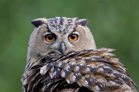 Eurasian Eagle Owl Bubo Bubo Head Shot Close Up Photograph By