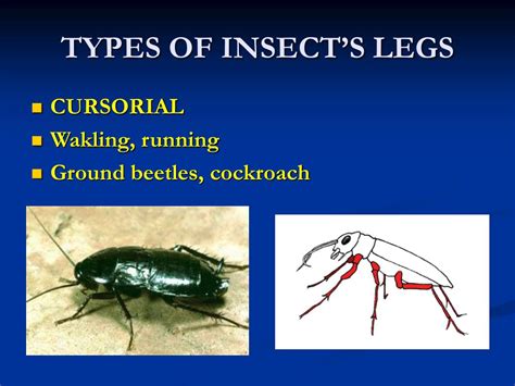 Ppt Types Of Insects Legs Powerpoint Presentation Free Download Id4700202