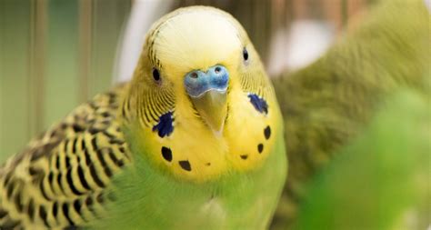 What Are The Best Birds To Have As Pets Veterinarians And Other Bird