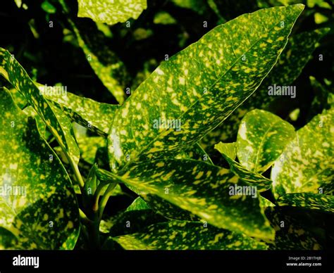 Large Waxy Green Leaves Dense Mediterranean Foliage With Bright Yellow