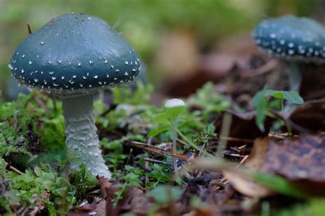 Blue Green Fungi Stropharia Caerulea In Estonia Gombák