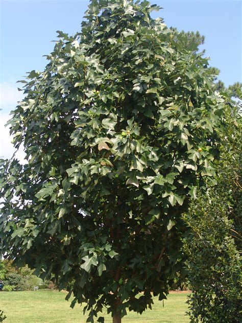 Chinese Tulip Tree Pictures Images Of Chinese Tulip Trees