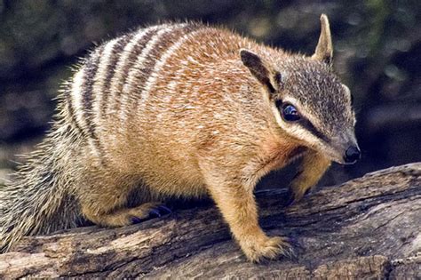 Numbat - Animals Photos