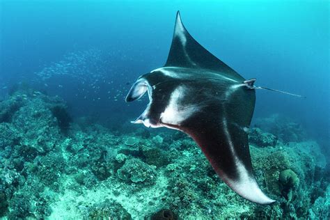 Reef Manta Ray Swimming Over A Coral Reef Indonesia Photograph By Alex