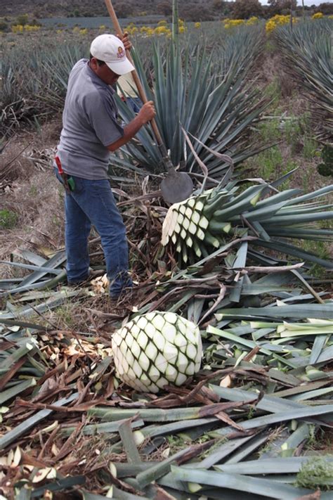 Tequila How Is Tequila Made And What From