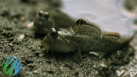 Mudskippers In Slo Mo Youtube