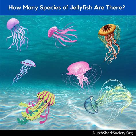 18 Types Of Jellyfish From Pretty To Deadly Dutch Shark Society