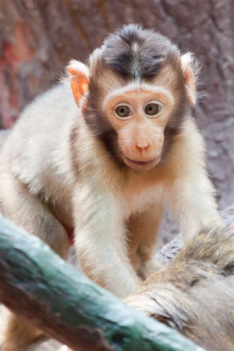 Baby Monkey Free Stock Photo Public Domain Pictures