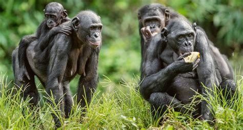 Bonobos Much Like Humans Show Commitment To Completing A Joint Task