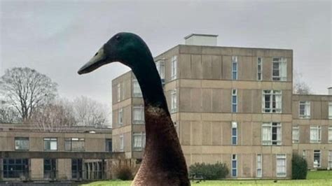 Long Boi University Of York Duck Famed For His Height Feared Dead