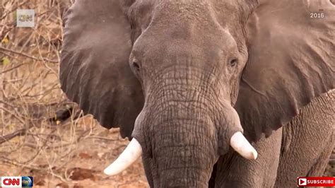 May 24 2019 Botswana Lifts Ban On Elephant Hunting Youtube