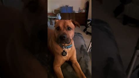 Hank Our Rescue Dog Youtube