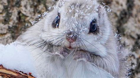 Adorable Moment Siberian Flying Squirrels Appear To Kiss Before All