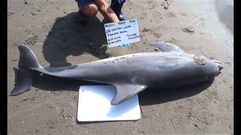 Bp Oil Spill Caused Biggest Dolphin Die Off In Gulf History Youtube