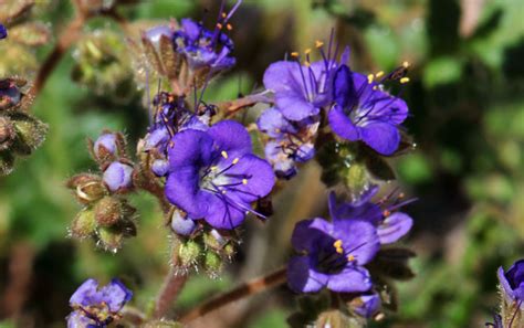 Phacelia Crenulata Cleftleaf Wildheliotrope Southwest Desert Flora