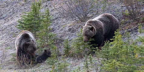 075 Grizzly Bears Emerge From Their Winter Dens And Montanas Glacier