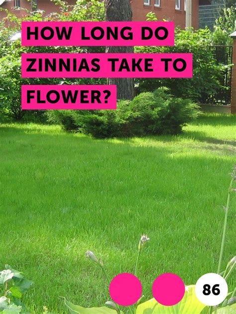 The longest living cactus is thought to be the saguaro cactus, which is native to the desert of arizona and mexico. How Long Do Zinnias Take to Flower?. If you desire a ...
