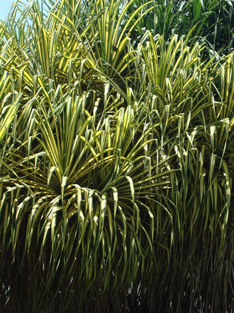 Lg Golden Variegated Pandanus Tectorius Plant Urban Tropicals