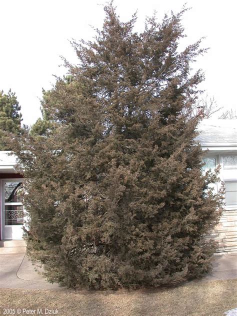 Juniperus virginiana (Eastern Red Cedar): Minnesota Wildflowers