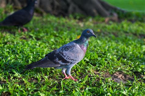 Pigeons In The Park Stock Photo Image Of Town Dove 130536976