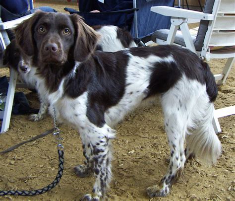 Stabyhoun Dog Breed Information And Pictures Livelife