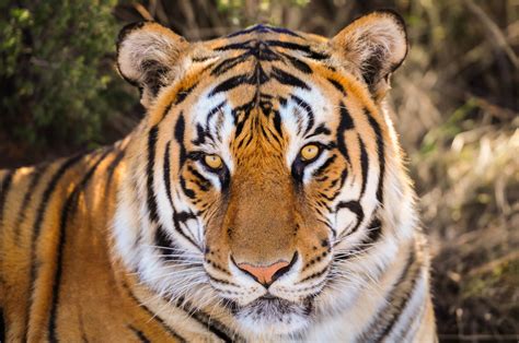 The last of the species in the country succumbed to cancer in the they also obtained her egg cells for a possible collaboration with other scientists to reproduce the critically endangered species through artificial. Why Save Endangered Species? - Wild Earth News & Facts by ...