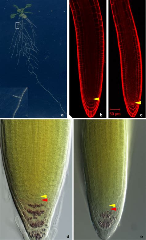 Primary And Lateral Roots Have Similar Anatomical Structure A