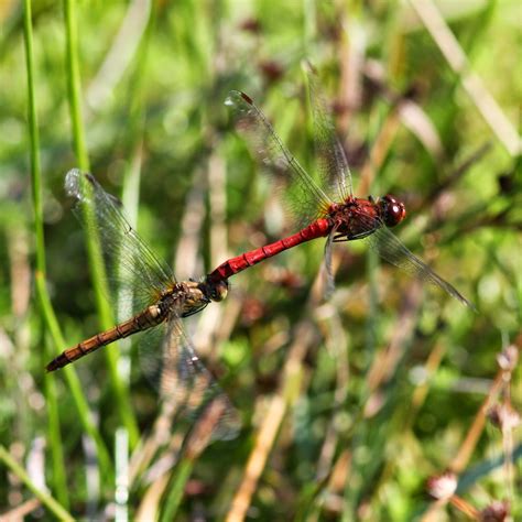 Trogtrogblog Dragonflies In Flight