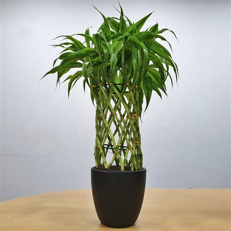 Lucky Bamboo In Black Pot Premium Indoor Plant Large P 941 In