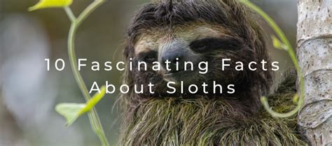 10 Fascinating Facts About Sloths