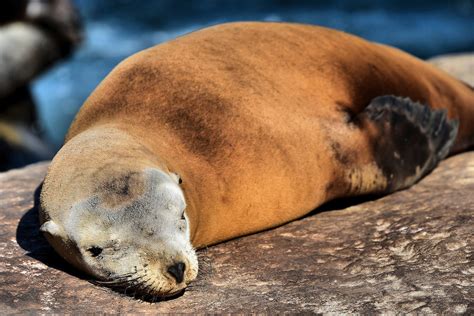 California Sea Lion Adult Male Sleeping In La Jolla California