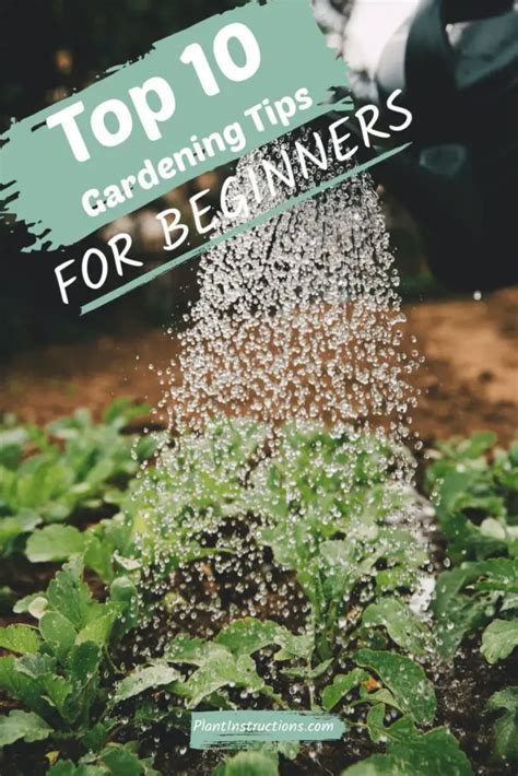 Top 10 Gardening Tips For Beginners Plant Instructions