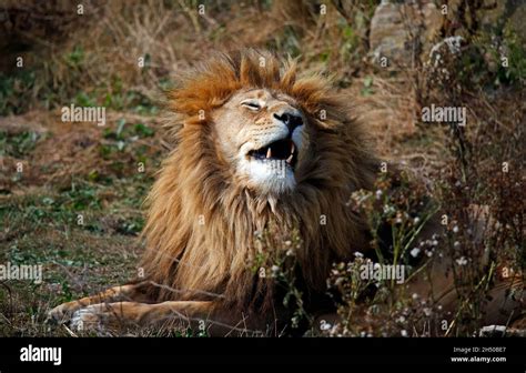 Yawning Male Lion At A Wildlife Park Stock Photo Alamy