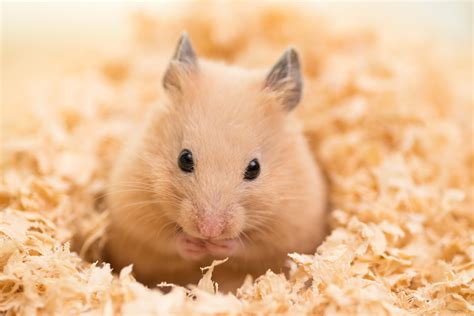 Hamster Care Guide What You Should Know Small Pet Select