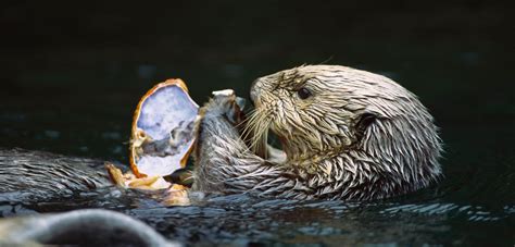 Sea Otter Food Web