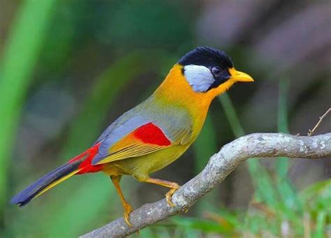 Multi Colored Bird Pet Birds Beautiful Birds Colorful Birds